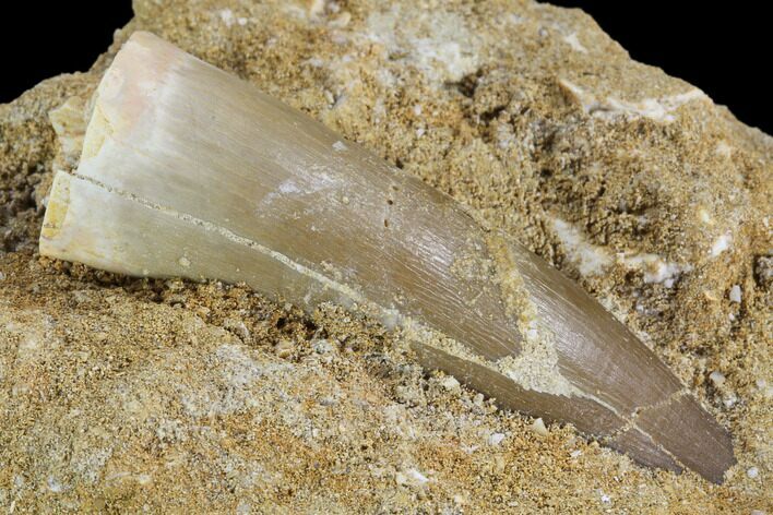 Fossil Plesiosaur (Zarafasaura) Tooth In Rock - Morocco #95099